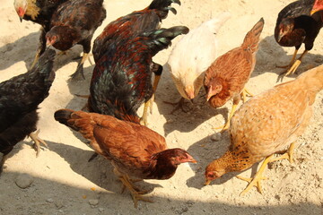 Some black and brown chicken feeding with corn on grass