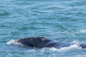 Southern right whale (Eubalaena australis) adult showing callosities. Hermanus, Whale Coast, Overberg, Western Cape, South Africa.