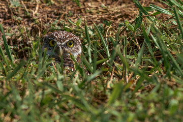 A burrowing owl outside the tunnel entrance