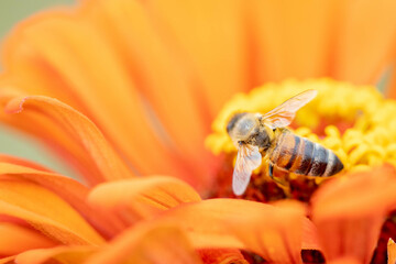 Close up honey bee collecting nectar on orange zinnia flower