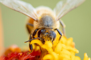 Close up honey bee collecting nectar on orange zinnia flower