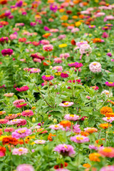 Beautiful garden farm zinnia flowers close up to pick