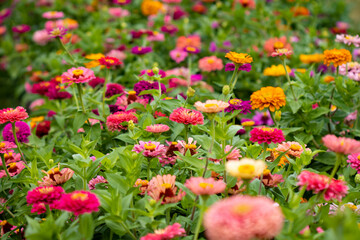Beautiful garden farm zinnia flowers close up to pick - obrazy, fototapety, plakaty