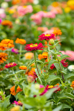 Beautiful garden farm zinnia flowers close up to pick