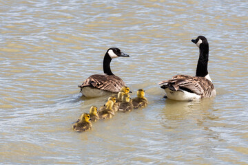 A family of Canadian geese and goslings swimming in a pond in the morning sunlight.