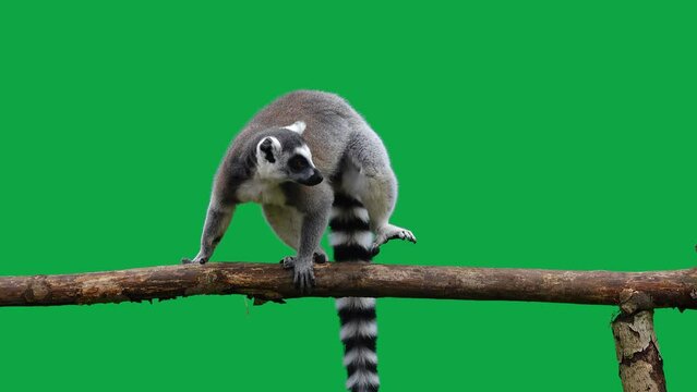 ring tailed lemur looks in different directions on a green screen