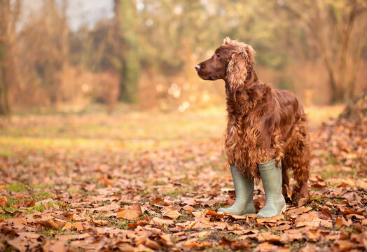 Funny pet dog standing in rubber boots in the leaves. Autumn fall, or halloween, thanksgiving background.