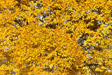 autumn seasonal background of tree with fall yellow leaves