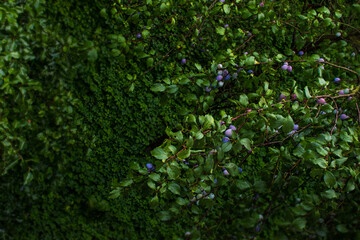 Beautiful plum tree twig in the garden on green grass background