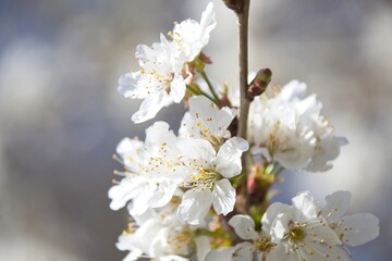 blossom in spring in the morning