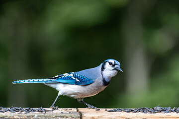 Bluejay Cyanocitta cristata on a Railing with Sunflower Seeds