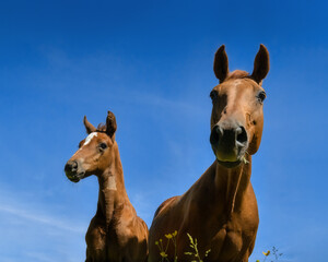 Mare and foal side by side in front of a blue sky 
