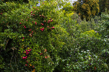 Fototapeta premium Apple and plum trees in the garden. Seasonal fruit to be harvested
