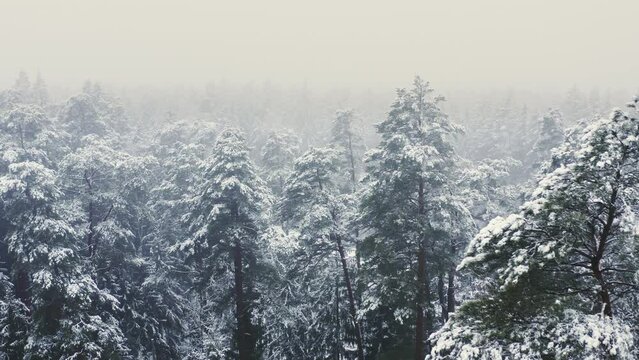 Aerial view of winter forest with snow. Flight over a misty winter forest.