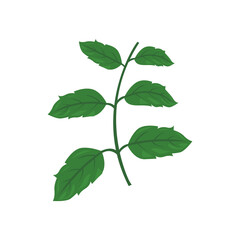 green leaves isolated on white background