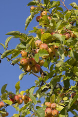 Fruits du pommier d'ornement à fleurs Golden Hornet