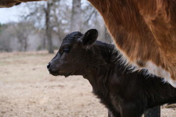 Baby cow shows cute calf during winter closeup on cattle farm. © ccestep8
