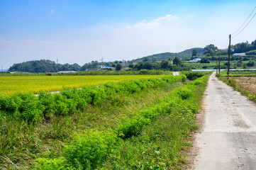 Korean traditional rice farming. Korean rice farming scenery. Korean rice paddies.Rice field and the sky in Ganghwa-do, Incheon, South Korea.