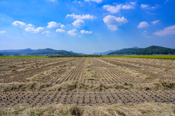 Korean traditional rice farming. Korean rice farming scenery. Korean rice paddies.Rice field and the sky in Ganghwa-do, Incheon, South Korea.