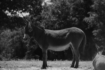 Obraz na płótnie Canvas Miniature donkey in Texas farm field, black and white animal portrait image.