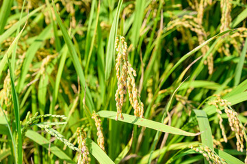 Korean traditional rice farming. Korean rice farming scenery. Korean rice paddies.Rice field and the sky in Ganghwa-do, Incheon, South Korea.