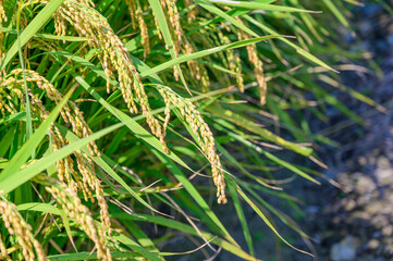 Korean traditional rice farming. Korean rice farming scenery. Korean rice paddies.Rice field and the sky in Ganghwa-do, Incheon, South Korea.