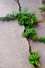 Cracked Cement Sidewalk with Green Weeds Growing in Cracks
