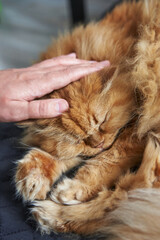 female hand strokes a cute beautiful muzzle of a cat close-up. red Persian cat sleeping