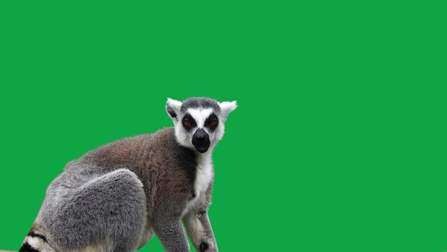 ring tailed lemur eats on green screen