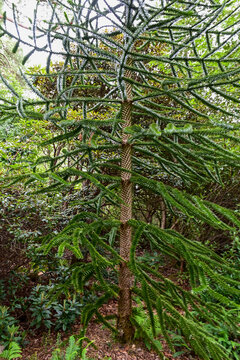 Brazilian Araucaria (Araucaria angustifolia) tree in Inverewe Garden Botanic Gardens, near Poolewe, Achnasheen, Highland, Scotland