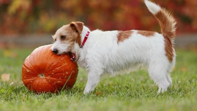 Cute funny playful pet dog puppy playing and chewing, eating a pumpkin in autumn. Halloween, fall or happy thanksgiving concept.