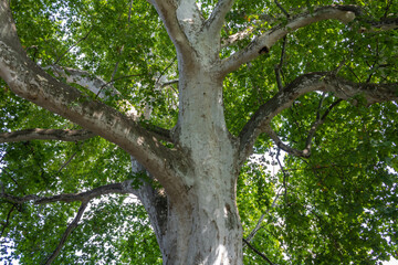 Looking up a huge sycamore tree, close up