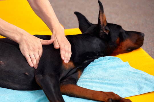 big dog lying on the floor and gets a massage on its thight
