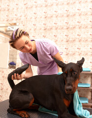 Female therapist working with dog in veterinary clinic