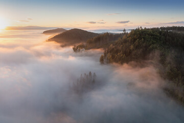 Healthy green trees in a forest of old spruce, trees in wilderness of a national park, lit by bright yellow sunlight. Sustainable industry, ecosystem and healthy environment concepts. Aerial view