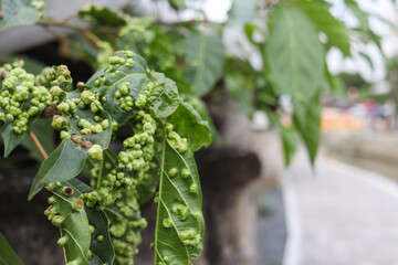 A large number of rough-textured leaves on leaves are caused by an infestation and uncontrollable...