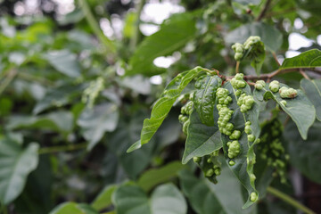 A large number of rough-textured leaves on leaves are caused by an infestation and uncontrollable plant disease. Plague-infected leaves have a rough appearance on the surface of the leaves.