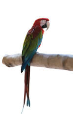 Parrot