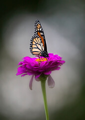 monarch butterfly on zinnia