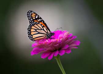 monarch butterfly on zinnia