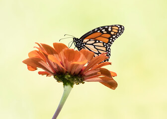 monarch butterfly on zinnia