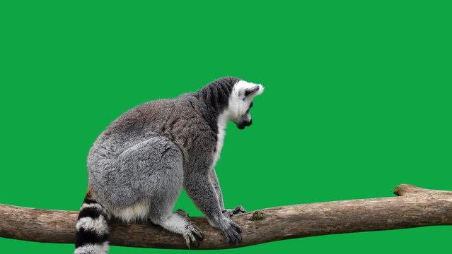 ring tailed lemur eats and looks in different directions in a green screen
