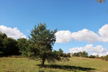 Fototapeta premium The Waldheide in Heilbronn, Baden-Württemberg, Germany, Europe.