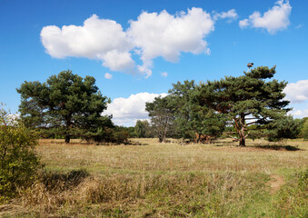 The Waldheide in Heilbronn, Baden-Württemberg, Germany, Europe.