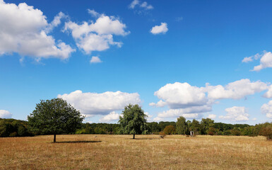 Obraz premium The Waldheide in Heilbronn, Baden-Württemberg, Germany, Europe.
