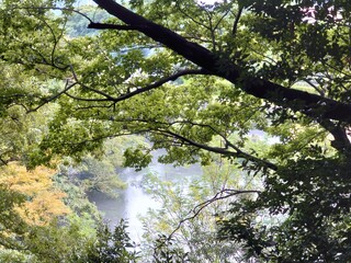 Fototapeta premium a river with many green