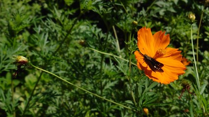 an insect on the yellow flower
