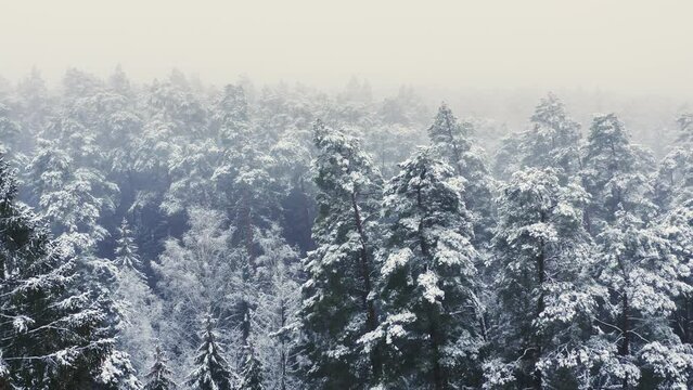 Aerial view of winter forest with snow. Flight over a misty winter forest.