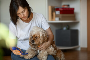 a young woman owner of a dog combs an American Cocker spaniel sitting on the floor in an apartment. the concept of daily pet care