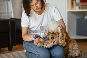a young woman owner of a dog combs an American Cocker spaniel sitting on the floor in an apartment. the concept of daily pet care